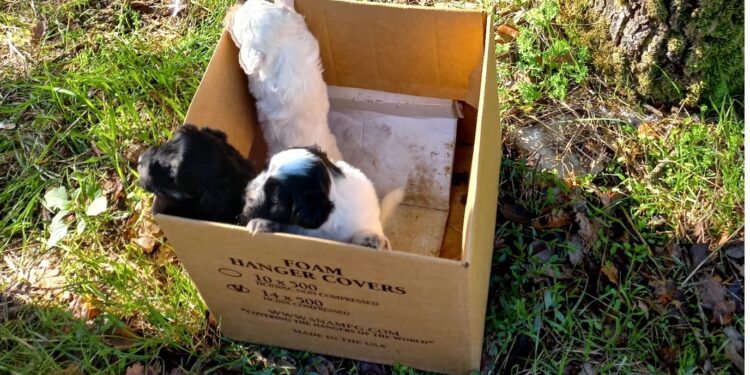 Cuccioli di cane nascosti in uno scatolone e abbandonati: salvati in provincia di Latina
