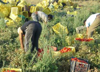 Scoperti 450 operai irregolari in aziende agricole nella zona di Latina: maxi multa da mezzo milione di euro