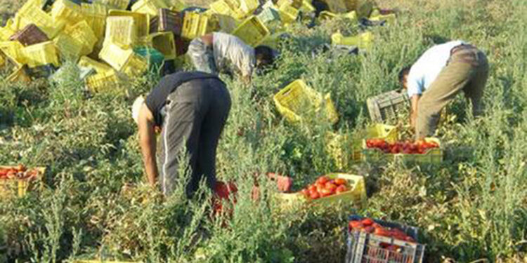 Scoperti 450 operai irregolari in aziende agricole nella zona di Latina: maxi multa da mezzo milione di euro