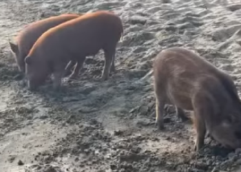 Scomparsi i cuccioli di cinghiale sul lungomare di Latina: un furto inquietante