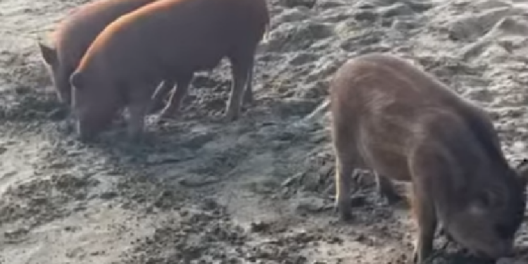 Scomparsi i cuccioli di cinghiale sul lungomare di Latina: un furto inquietante