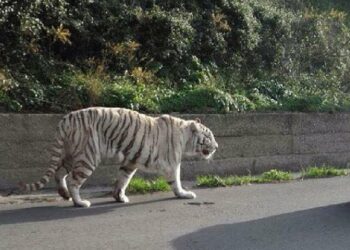 “Ho visto una tigre in strada!”: scatta l’allerta anche in provincia di Latina, ma si sospetta una fake news