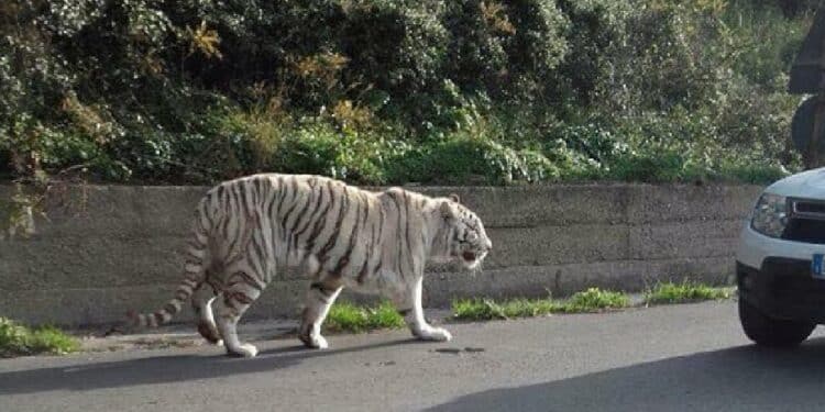 “Ho visto una tigre in strada!”: scatta l’allerta anche in provincia di Latina, ma si sospetta una fake news
