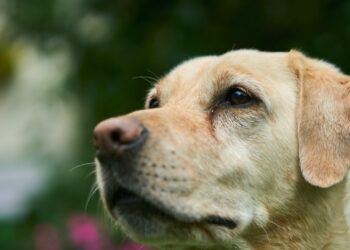 Orrore alla periferia di Latina: cinque labrador avvelenati nel loro giardino