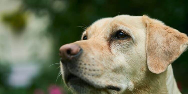 Orrore alla periferia di Latina: cinque labrador avvelenati nel loro giardino