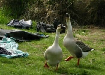 Atto barbaro in provincia di Latina: oca uccisa a sassate, indignazione e rabbia sui social