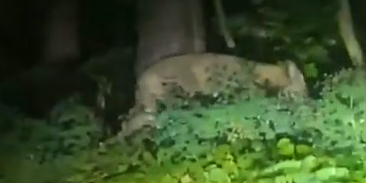 Leone avvistato nelle campagne pontine: scattano i controlli delle forze dell’ordine