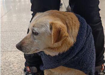 Un cane impaurito in viaggio: sale sul treno a Cisterna e arriva a Roma Termini