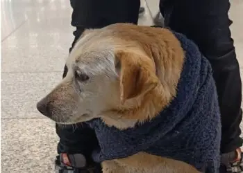 Un cane impaurito in viaggio: sale sul treno a Cisterna e arriva a Roma Termini