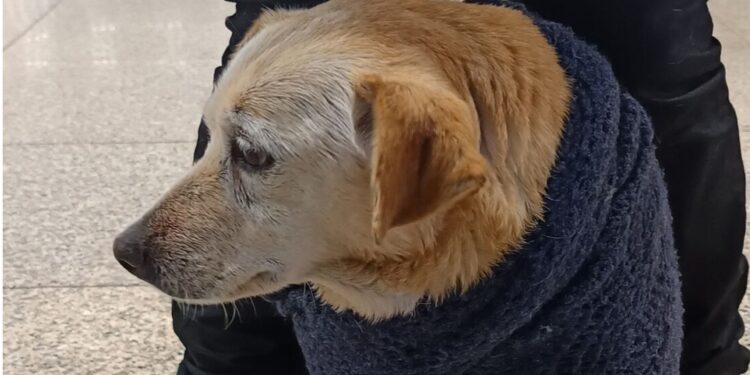 Un cane impaurito in viaggio: sale sul treno a Cisterna e arriva a Roma Termini