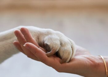 Tentano di svaligiare una villetta a Latina, ma il cane li scopre e scappano