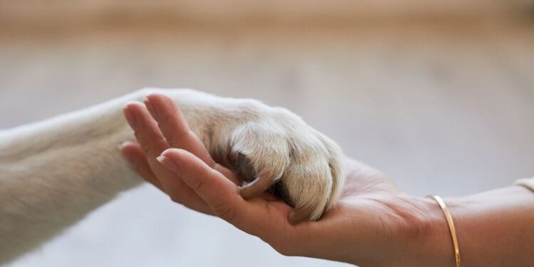 Tentano di svaligiare una villetta a Latina, ma il cane li scopre e scappano