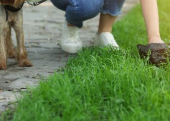 Latina, escrementi dei cani per strada: scattano le prime multe e più controlli