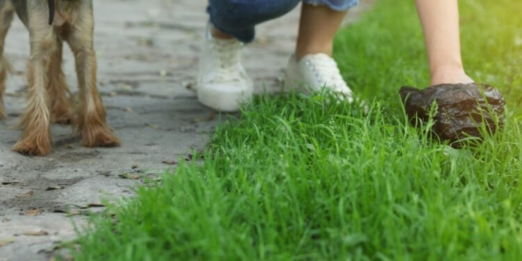 Latina, escrementi dei cani per strada: scattano le prime multe e più controlli