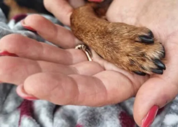 Cisterna: pinscher attaccato da molosso davanti casa, muore dopo giorni di agonia. La disperazione della proprietaria