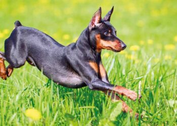 Latina, cagnolino entra nel cortile del vicino e viene ucciso da pitbull
