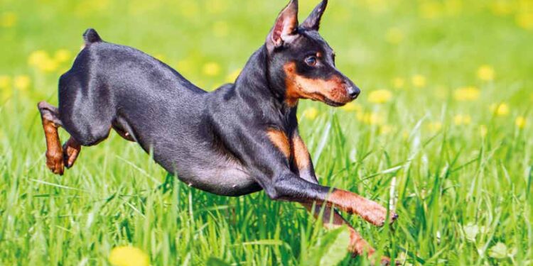 Latina, cagnolino entra nel cortile del vicino e viene ucciso da pitbull