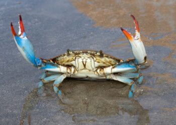 Allarme Granchio Blu a Latina: pescatori autorizzati alla cattura per salvare la biodiversità