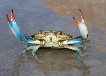 Allarme Granchio Blu a Latina: pescatori autorizzati alla cattura per salvare la biodiversità
