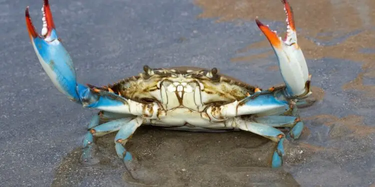 Allarme Granchio Blu a Latina: pescatori autorizzati alla cattura per salvare la biodiversità
