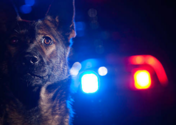 Terracina: giovane arrestato in un locale con hashish e cocaina, decisivo il ruolo del cane “Isco”
