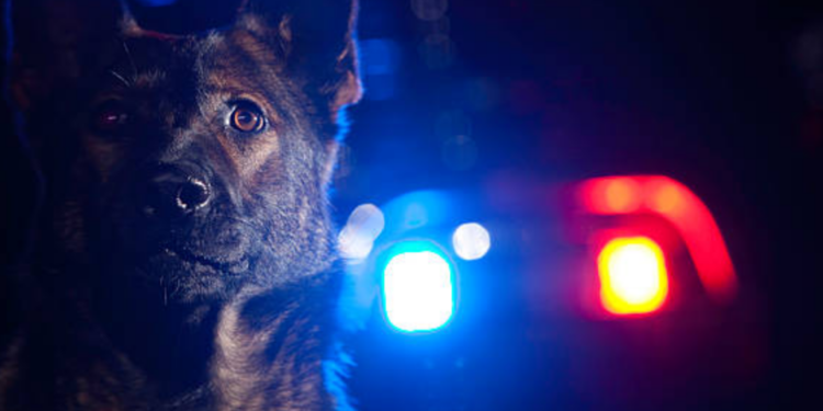 Terracina: giovane arrestato in un locale con hashish e cocaina, decisivo il ruolo del cane “Isco”