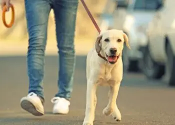 Passeggiata col cane si trasforma in incubo: chiede meno velocità, viene investito di proposito da un suv