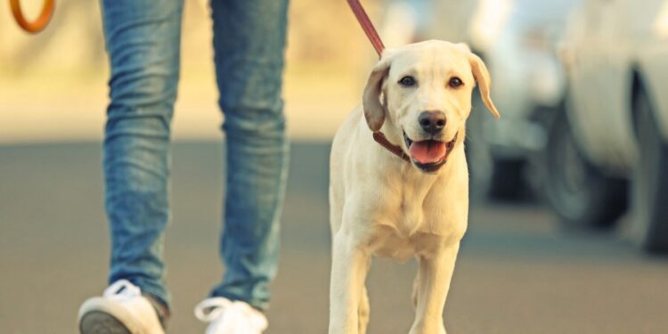 Passeggiata col cane si trasforma in incubo: chiede meno velocità, viene investito di proposito da un suv