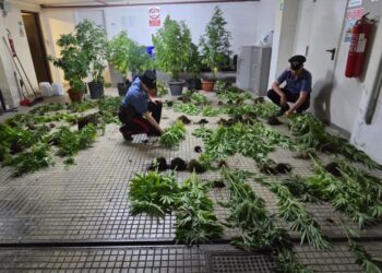 In casa aveva decine di piante di cannabis: arrestato 36enne pontino