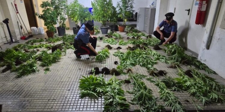 In casa aveva decine di piante di cannabis: arrestato 36enne pontino