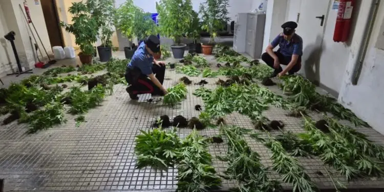 In casa aveva decine di piante di cannabis: arrestato 36enne pontino