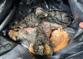 Cisterna, sei gattini abbandonati in un cassonetto: salvati grazie alla segnalazione dei cittadini
