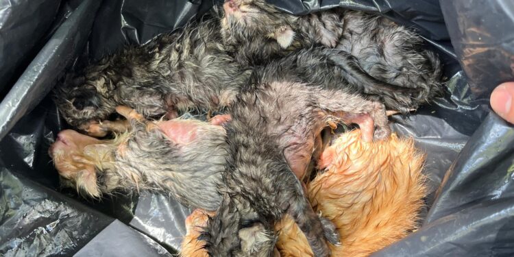 Cisterna, sei gattini abbandonati in un cassonetto: salvati grazie alla segnalazione dei cittadini