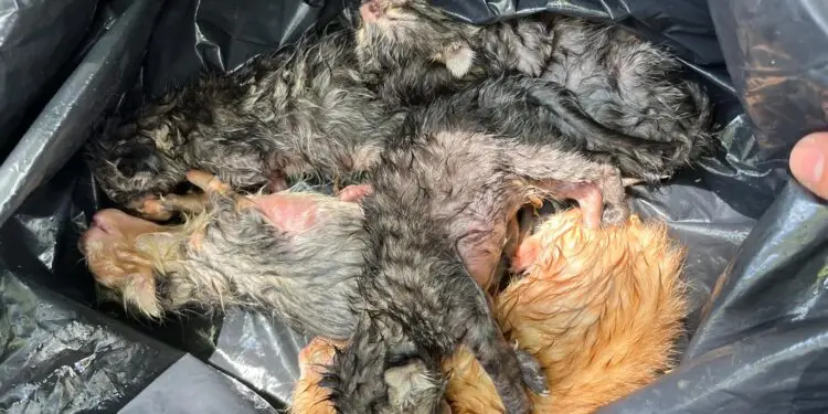 Cisterna, sei gattini abbandonati in un cassonetto: salvati grazie alla segnalazione dei cittadini