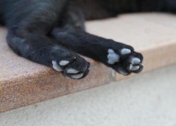 Orrore a Latina: gatto ucciso a fucilate per aver “disturbato” un pollaio. Denunciati padre e figlio