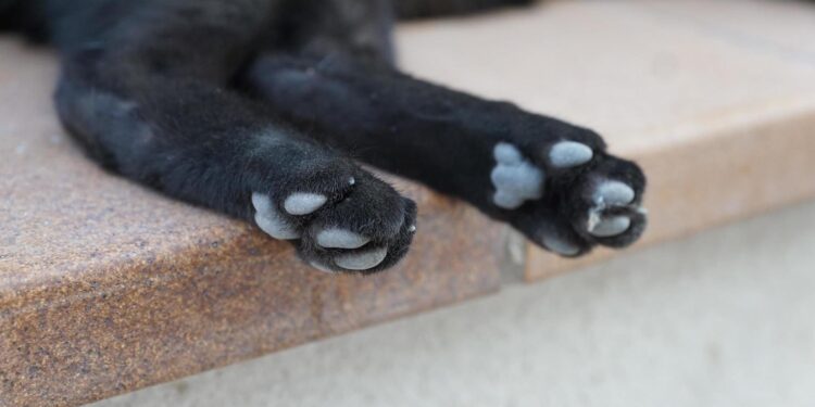 Orrore a Latina: gatto ucciso a fucilate per aver “disturbato” un pollaio. Denunciati padre e figlio