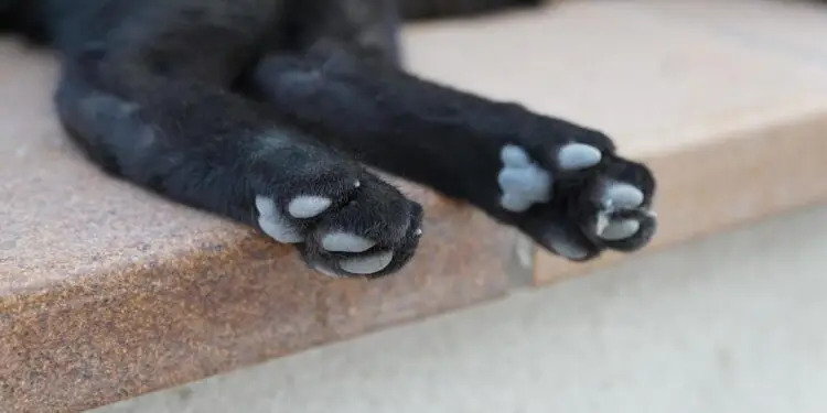 Orrore a Latina: gatto ucciso a fucilate per aver “disturbato” un pollaio. Denunciati padre e figlio