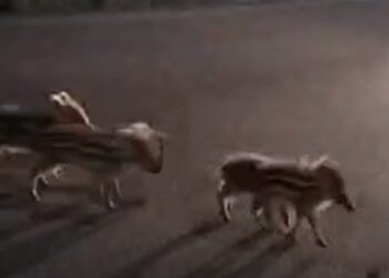 Paura sull’Appia: cuccioli di cinghiale, spaesati, cercavano la mamma in mezzo alla strada