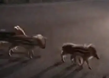 Paura sull’Appia: cuccioli di cinghiale, spaesati, cercavano la mamma in mezzo alla strada