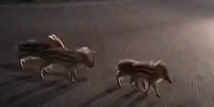 Paura sull’Appia: cuccioli di cinghiale, spaesati, cercavano la mamma in mezzo alla strada