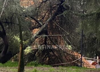 Latina, crolla un albero e colpisce il maxi dinosauro appena installato ai Giardinetti