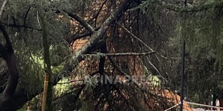 Latina, crolla un albero e colpisce il maxi dinosauro appena installato ai Giardinetti