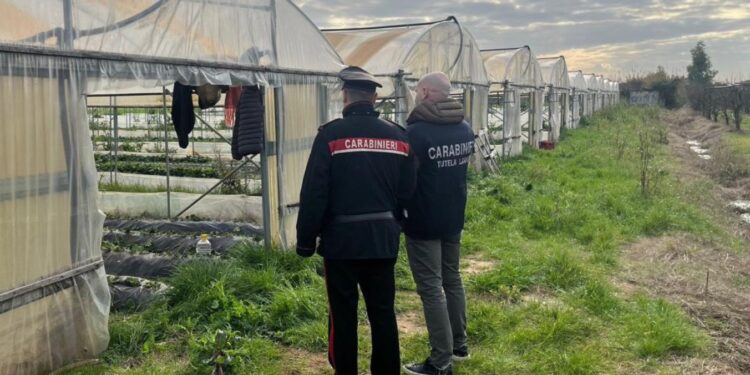 Controlli anti-caporalato in provincia di Latina: azienda agricola nei guai, multa da 45mila euro