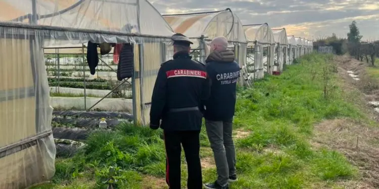 Controlli anti-caporalato in provincia di Latina: azienda agricola nei guai, multa da 45mila euro