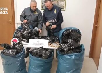 Contrasto allo spaccio, arrestato a Terracina con 15 mila bulbi di papavero da oppio