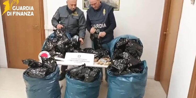 Contrasto allo spaccio, arrestato a Terracina con 15 mila bulbi di papavero da oppio