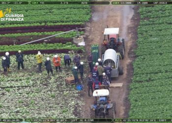 Blitz nelle aziende agricole pontine: elicotteri e oltre 60 finanzieri in azione