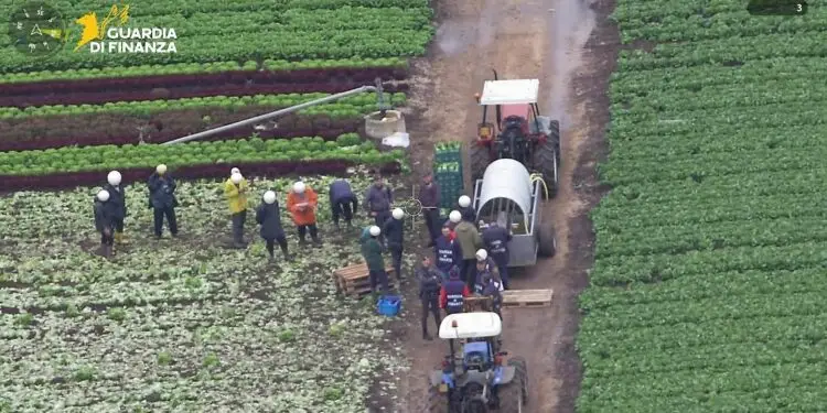 Blitz nelle aziende agricole pontine: elicotteri e oltre 60 finanzieri in azione