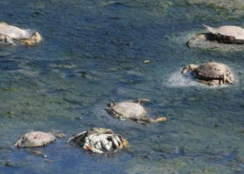 Latina, migliaia di granchi blu morti nel lago di Fogliano: cresce il rischio di un disastro ecologico