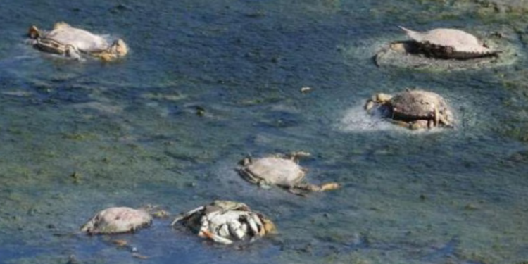 Latina, migliaia di granchi blu morti nel lago di Fogliano: cresce il rischio di un disastro ecologico